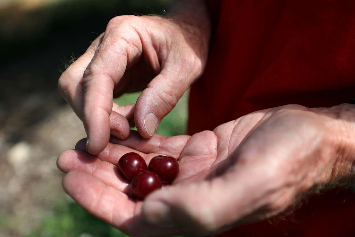 Robert McMullin, McMullin Orchards president, tastes cherries at South Shore Farms, which is owned by McMullin Orchards, in Utah County, near Spanish Fork, on Thursday.