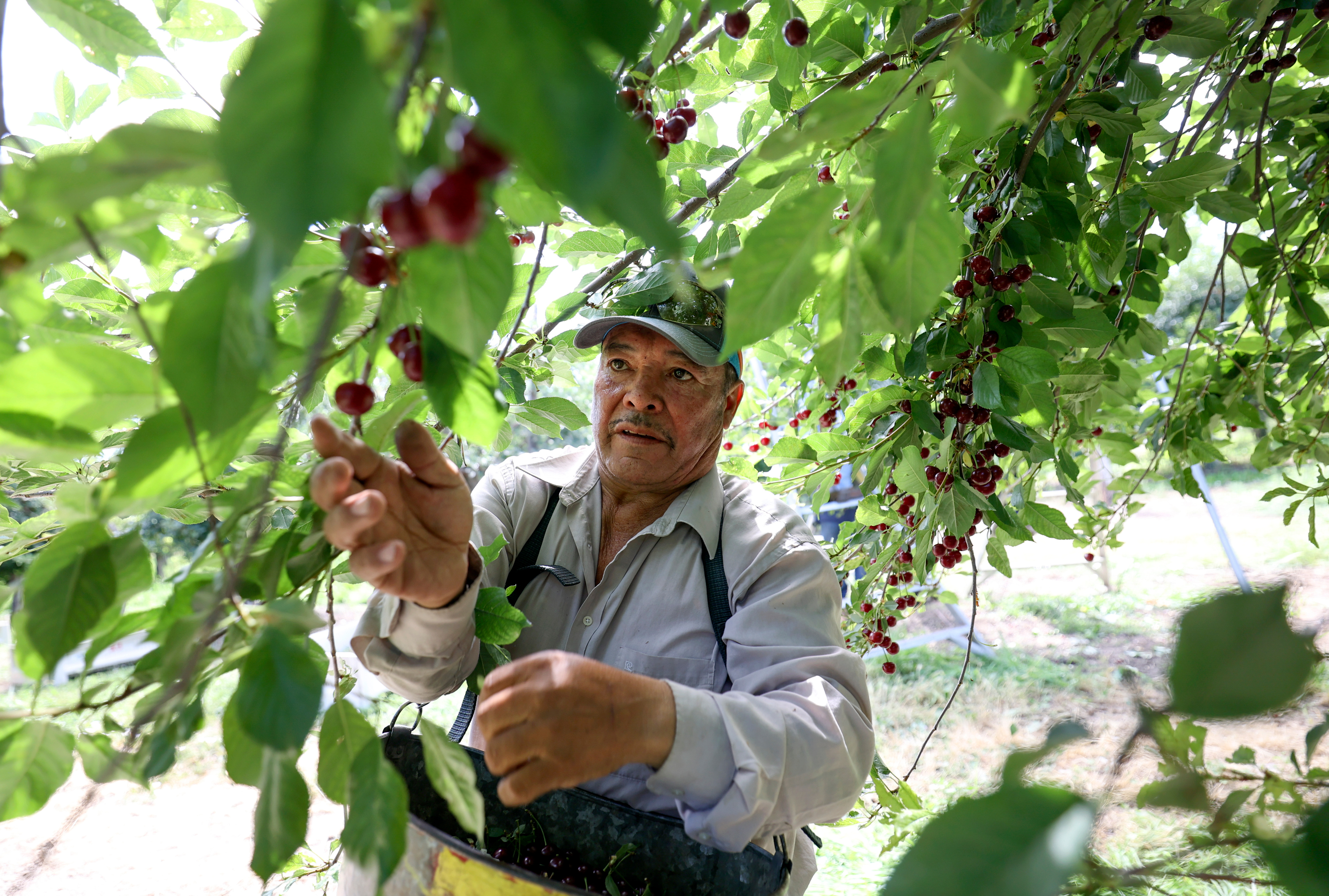 Tony Chacon, South Shore Farms foreman, picks cherries at South Shore Farms, which is owned by McMullin Orchards, in Utah County, near Spanish Fork, on Thursday. Chacon is a U.S. citizen who moved from Mexico to the United States when he was 15 and has been working for South Shore Farms since the 1980s. He leads a team of H-2A temporary agricultural visa workers from Mexico.
