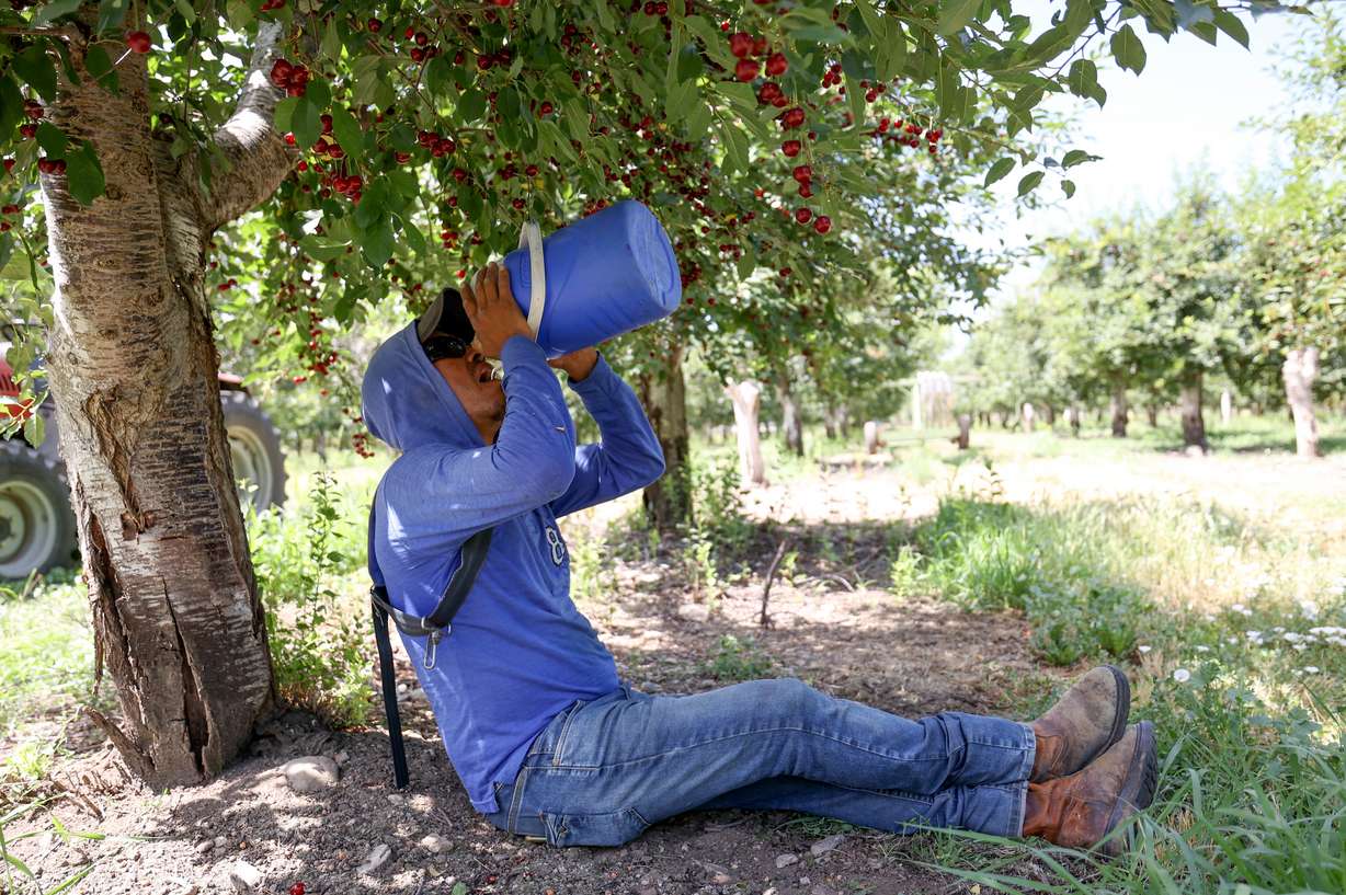 Octavio Suarez, who is from Mexico and has an H-2A visa for temporary agricultural workers, drinks water during his lunch break while working as a cherry picker at South Shore Farms, which is owned by McMullin Orchards, in Utah County, near Spanish Fork, on Thursday.