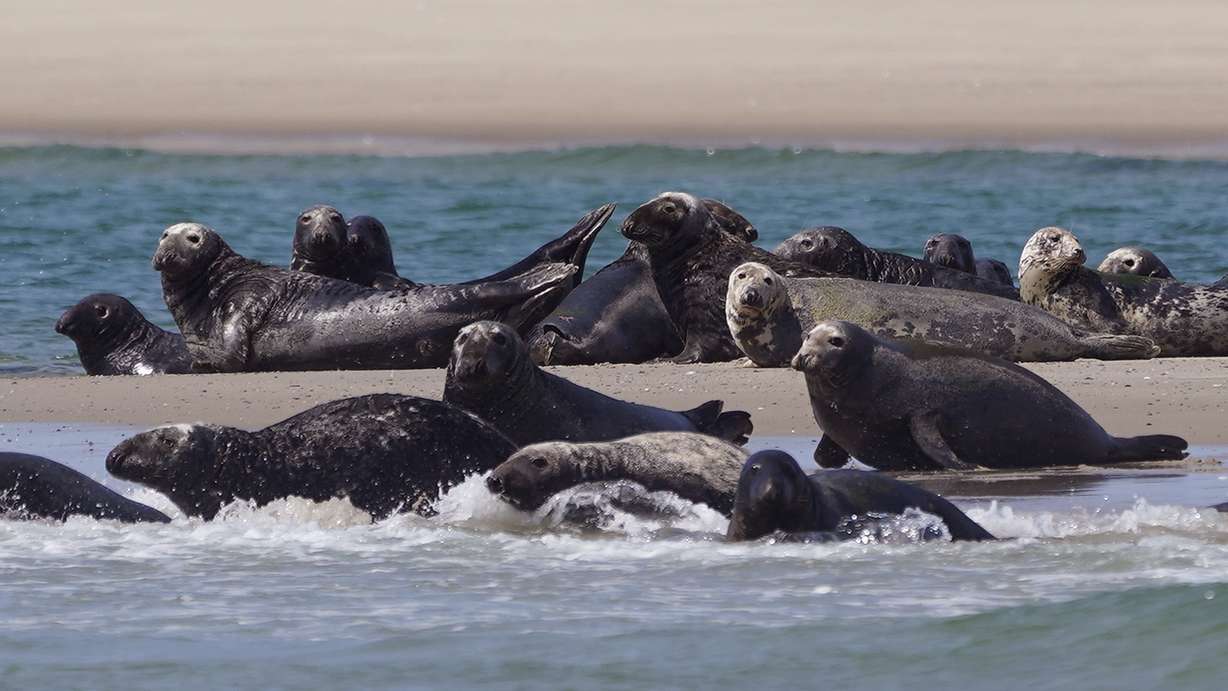 Seals swim and bask on the beach, Aug. 17, 2021, off the coast of Cape Cod, Mass. Recovery of some vulnerable species through restoration efforts has made comebacks more difficult for others in peril. Conflicts have involved revived U.S. species such as gray seals, other birds of prey and even turkeys.