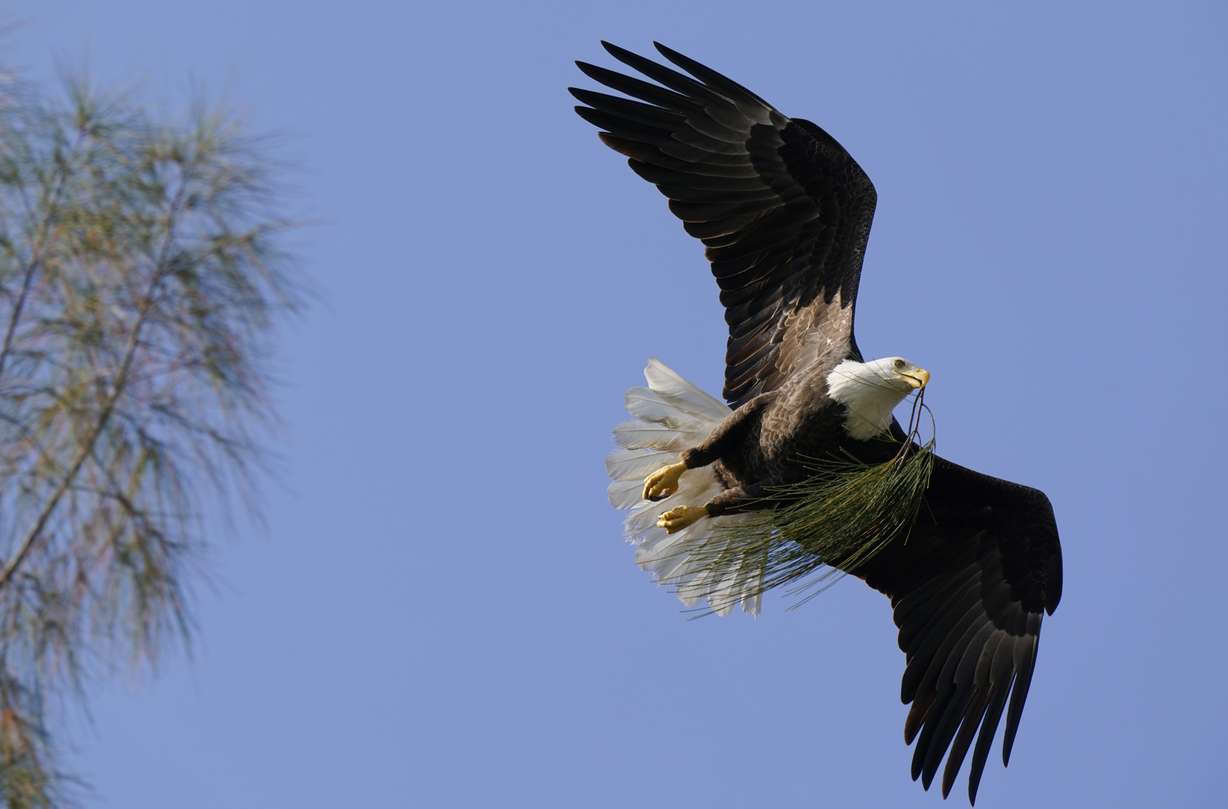 A bald eagle brings pine needles to a nest it is building, Dec. 10, 2021, in Pembroke Pines, Fla. Once-endangered animals, including the iconic bald eagle, sometimes jeopardize rarer species such as the great cormorant by eating them or outcompeting them for food and living space.