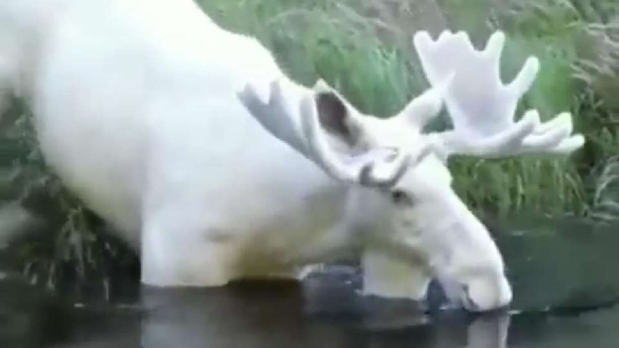 This moose with a brilliant white coat was reportedly spotted in Sweden.