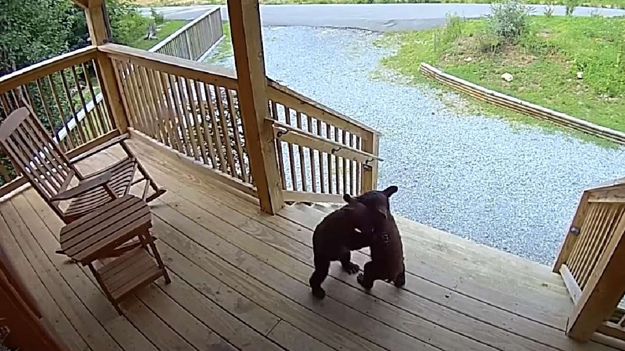 Two bear cubs wrestle on a porch in a doorbell security video posted July 16.