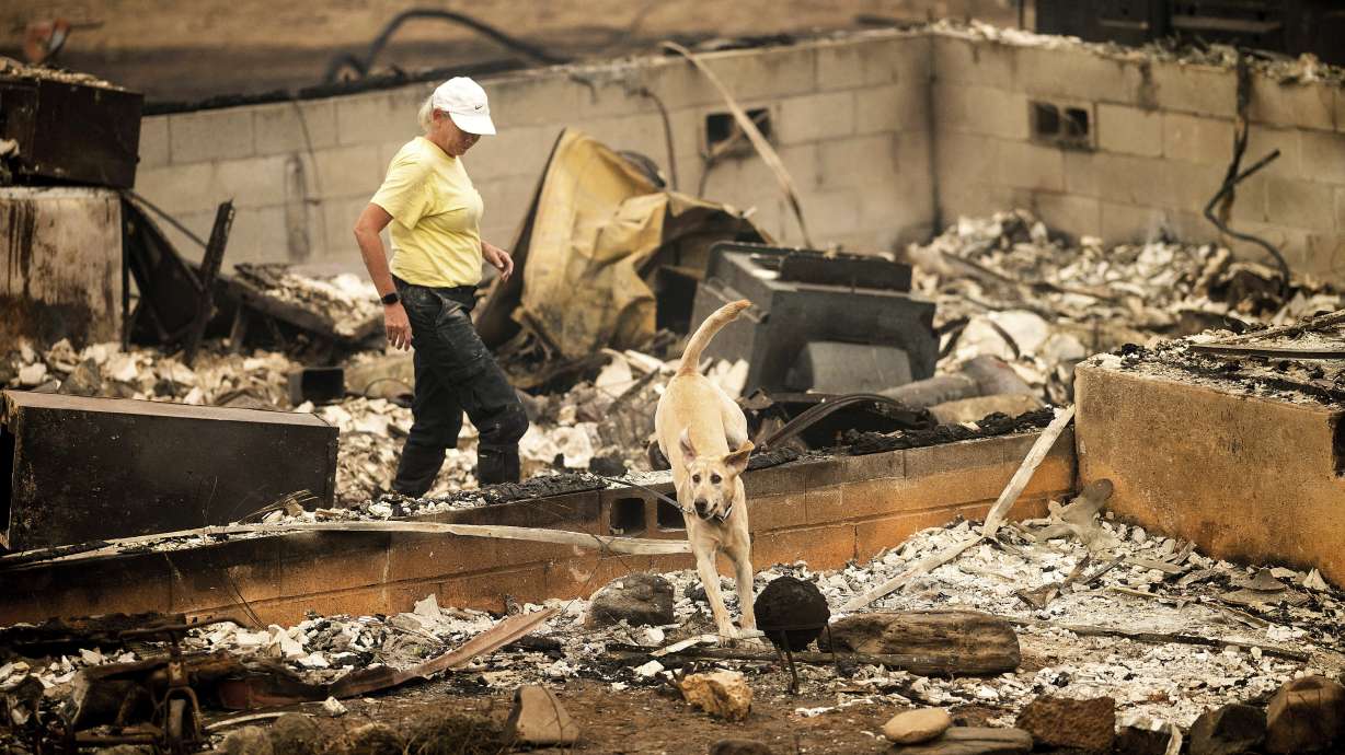 A search and rescue canine leaves a home leveled by the McKinney Fire on Monday in Klamath National Forest, Calif.