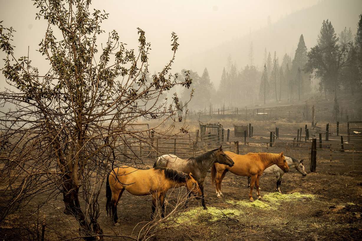Horses stand in a scorched pasture as the McKinney Fire burns in Klamath National Forest, Calif., on Sunday.