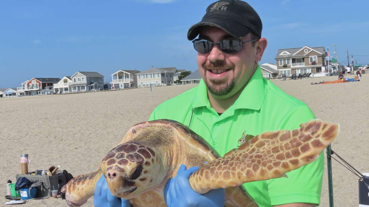 Bill Deerr, a leader of Sea Turtle Recovery, holds Titan, a rehabilitated turtle, before releasing it back into the ocean in Point Pleasant Beach, N.J., on Tuesday. Titan survived being gashed by a boat propeller, having part of a flipper bitten off by a shark, and was being attacked by a different shark when two fishermen intervened and saved him.