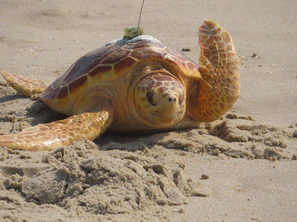 A turtle crawls through the sand on its way to the ocean in Point Pleasant Beach, N.J., on Tuesday after being released by a group that rehabilitated it. Sea Turtle Recovery released eight turtles that had been injured or sick, bringing to 85 the total number of turtles the group has healed and returned to the ocean since December 2016.