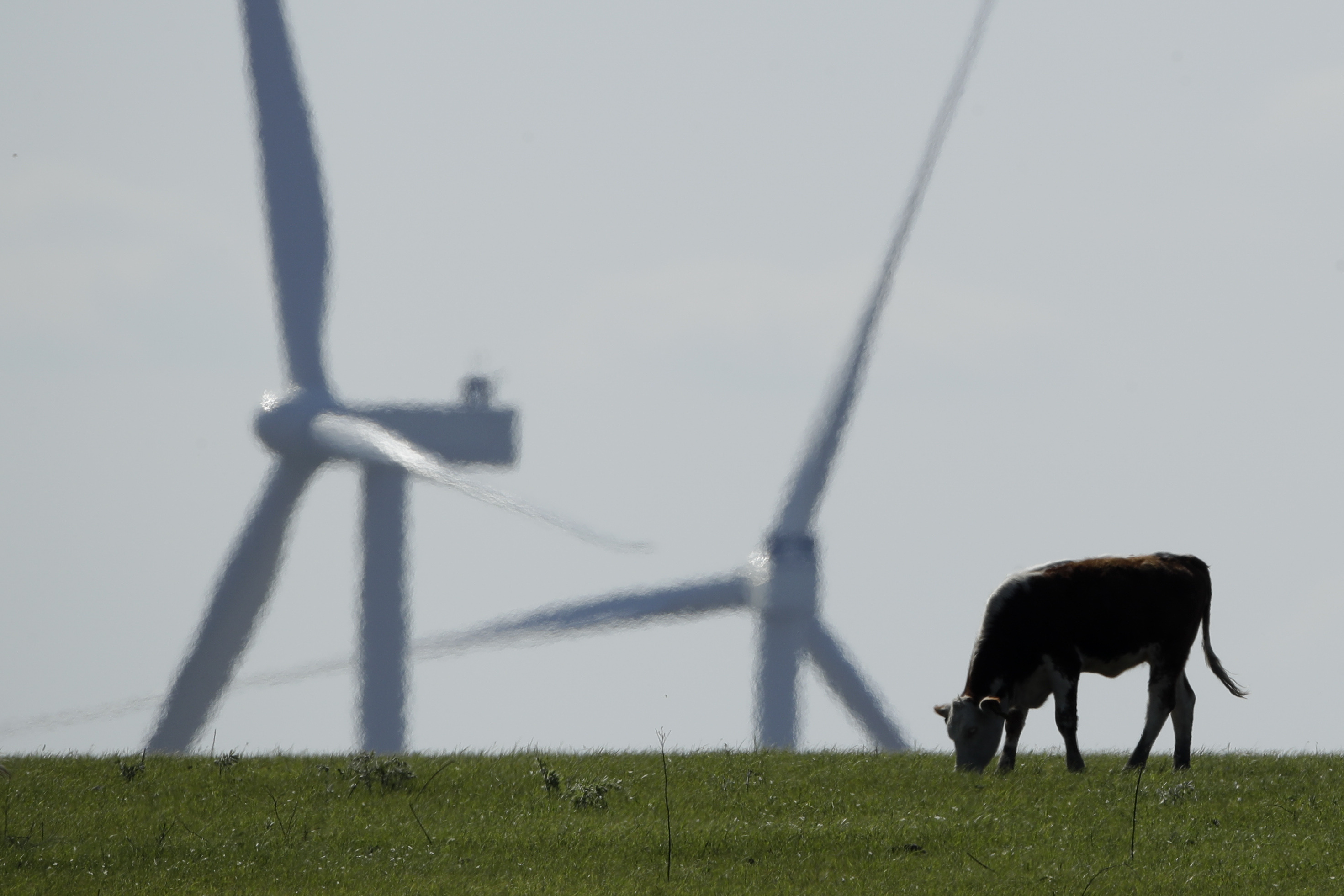A cow grazes in a pasture as wind turbines rise in the distance, April 27, 2020, near Reading, Kan. The climate deal reached by Senate Democrats could reduce the amount of greenhouse gases that American farmers produce by expanding programs that help sequester carbon in soil, fund climate-focused research and lower the abundant methane emissions that come from cows. 