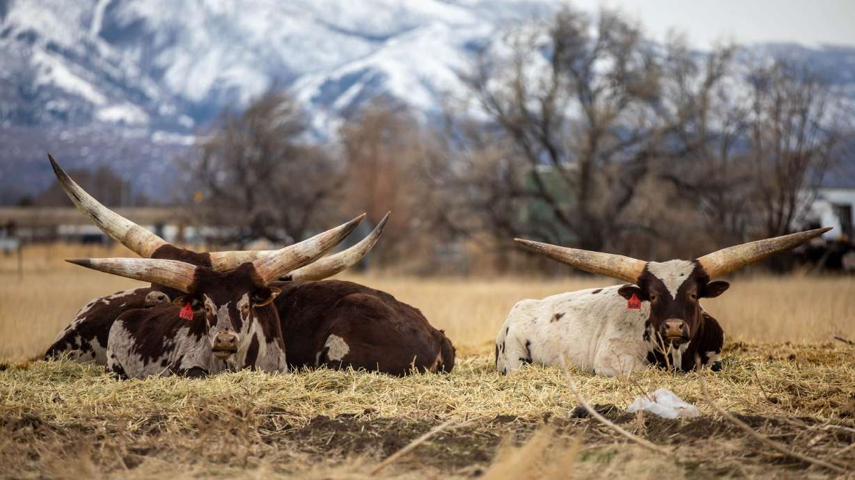 Utah Department of Agriculture and Food officials are concerned about 83 missing livestock cases and seven suspicious livestock death cases reported this year, through July.