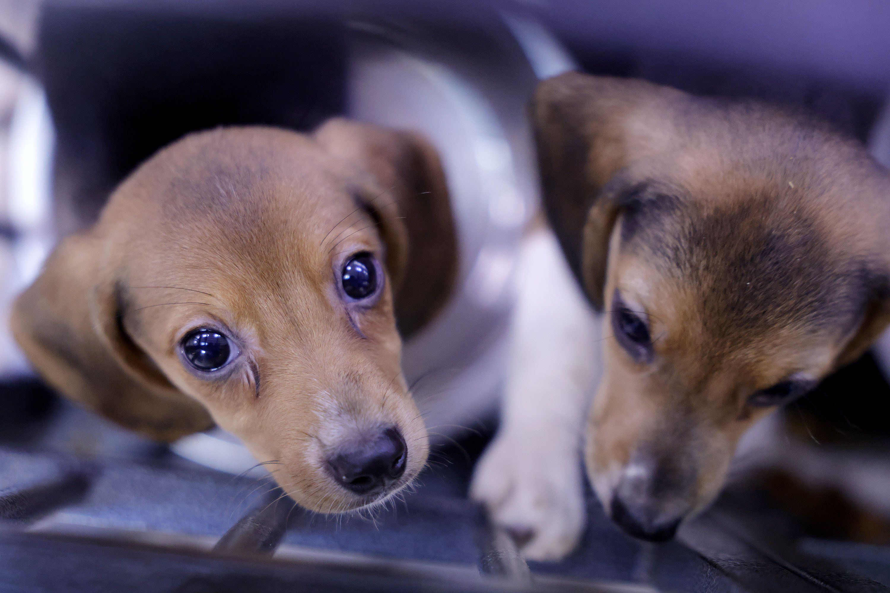 Beagle puppies are seen at the Humane Society of Tulsa on July 28 in Tulsa, Oklahoma. The Humane Society of Tulsa received 208 of 4,000 beagles being evacuated from a breeding facility in Virginia. The facility breeds the dogs for medical testing facilities.