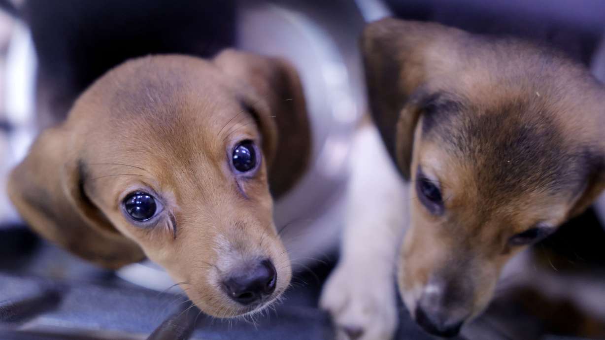 Beagle puppies are seen at the Humane Society of Tulsa on July 28 in Tulsa, Oklahoma. The Humane Society of Tulsa received 208 of 4,000 beagles being evacuated from a breeding facility in Virginia. The facility breeds the dogs for medical testing facilities.