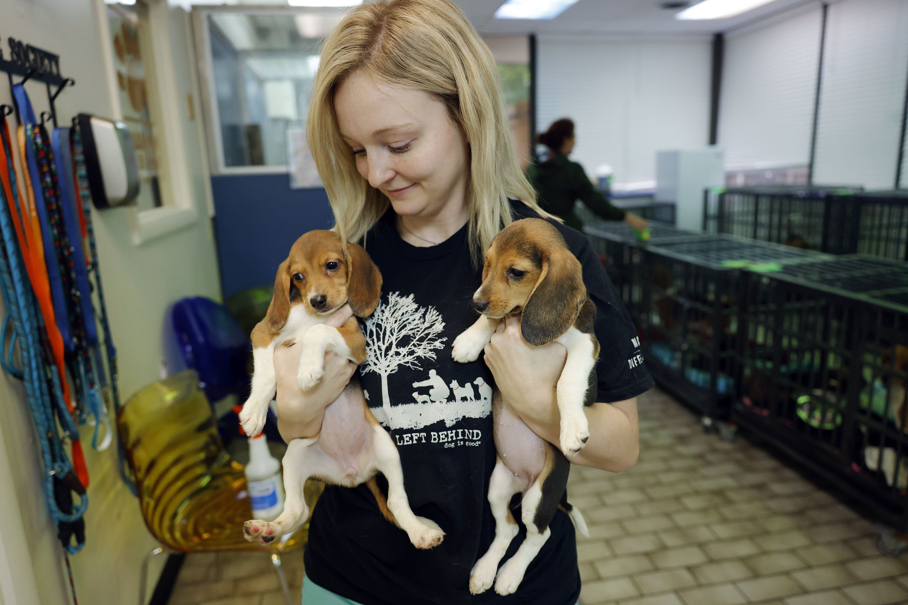 Volunteer Caiti Flippin holds two beagle puppies at the Humane Society of Tulsa on July 28 in Tulsa, Oklahoma. The Humane Society of Tulsa received 208 of 4,000 beagles being evacuated from a breeding facility in Virginia. The facility breeds the dogs for medical testing facilities.