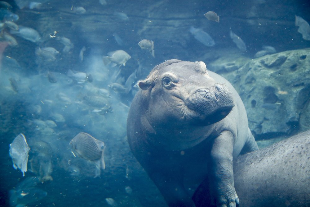 Fiona, a baby Nile Hippopotamus swims in her enclosure at the Cincinnati Zoo & Botanical Garden, in Cincinnati, in this June 26, 2018, photo. On Thursday, the Cincinnati zoo is celebrating the birth of a full-term hippopotamus that is a sibling to Fiona.