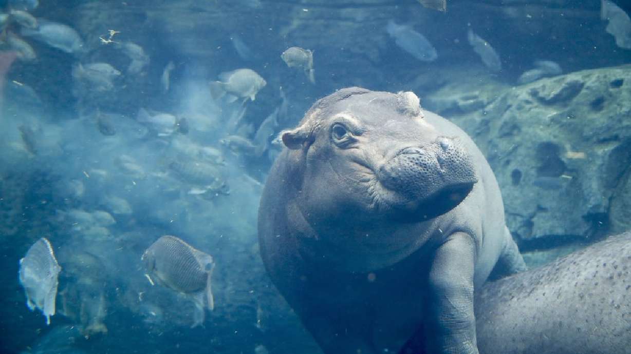 Fiona, a baby Nile Hippopotamus swims in her enclosure at the Cincinnati Zoo & Botanical Garden, in Cincinnati, in this June 26, 2018, photo. On Thursday, the Cincinnati zoo is celebrating the birth of a full-term hippopotamus that is a sibling to Fiona.