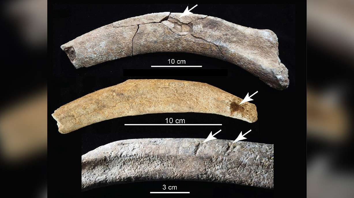Butchering marks can be seen on the mammoth ribs. The top rib shows a fracture from blunt force impact, the middle rib shows a puncture wound and the bottom rib shows chopping marks.