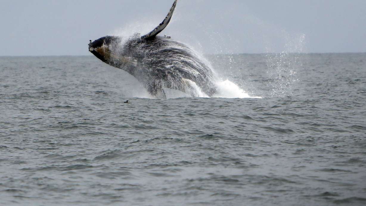 A humpback whale breaches west of the Golden Gate Bridge in San Francisco, Calif., on Saturday, Aug. 22, 2015. Debate over video footage of two women being knocked out of their kayak by a humpback whale from nearly two years ago is making the rounds again this week.