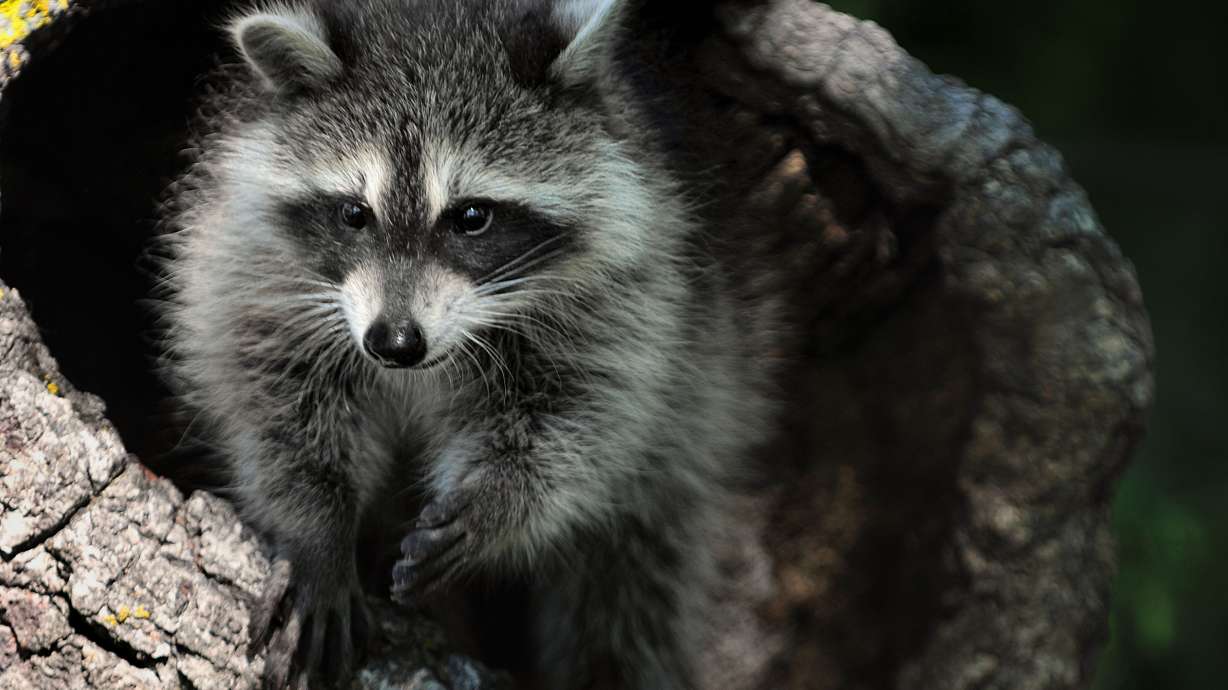 A man who allegedly detained two other men unlawful and threatened to shoot them, all because he thought they had taken his pet raccoon, now faces numerous charges.