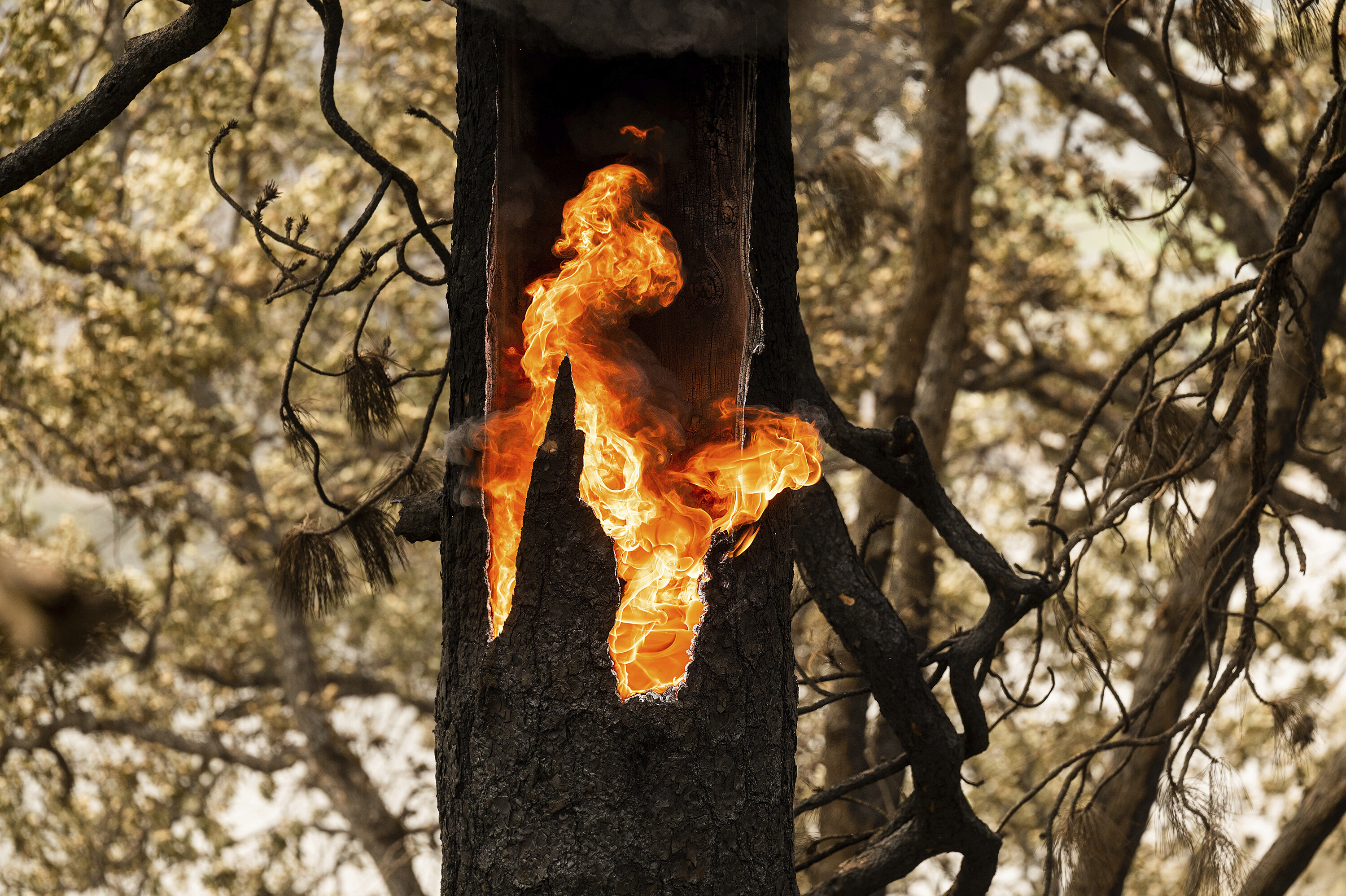Flames burn inside a tree along Highway 96 in Klamath National Forest.