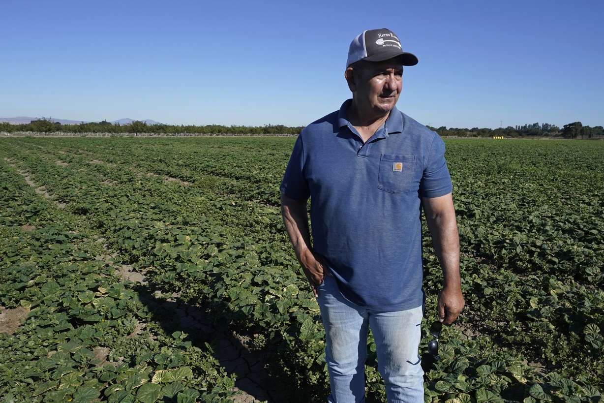 Farmer Bobby Costa stands in his cucumber field, on July 21, near Tracy, Calif. Some of the state’s major rivers are getting saltier in drought, including the ones that provide water for Costa’s crop. His cucumber yields go down by 25% this year compared to a wetter year.