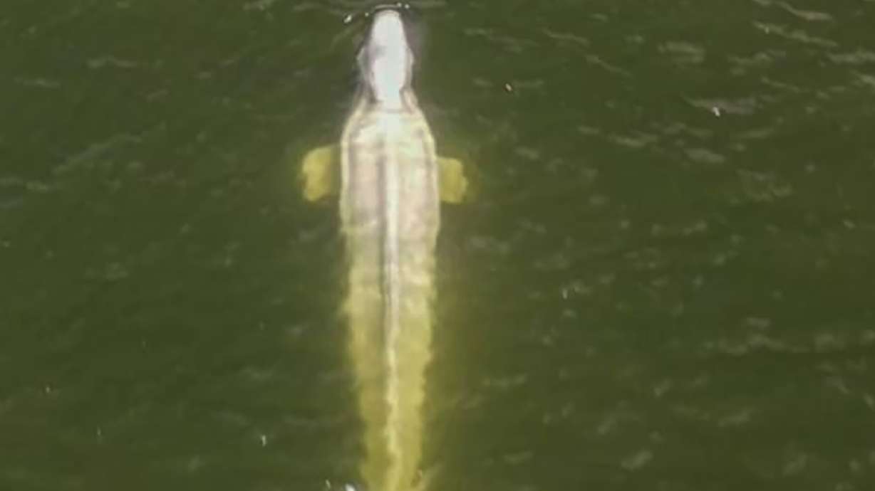 A Beluga whale in the Seine river west of Paris, Friday. French authorities are tracking a Beluga whale that strayed far from its Arctic habitat into the Seine River, raising fears that the ethereal white mammal could starve.