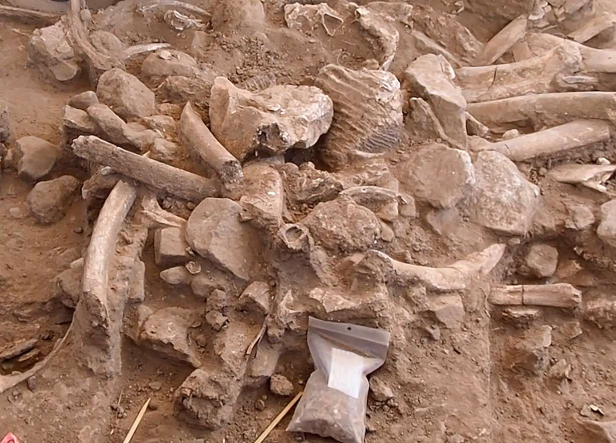 Nahaufnahme eines Knochenhaufens beim Graben. Diese zufällige Mischung aus Rippen, gebrochenen Schädelknochen, Backenzähnen, Knochenfragmenten und Kies ist ein Abfallhaufen eines geschlachteten Mammuts. Es wurde unter dem Schädel und den Stoßzähnen eines erwachsenen Mammuts aufbewahrt.