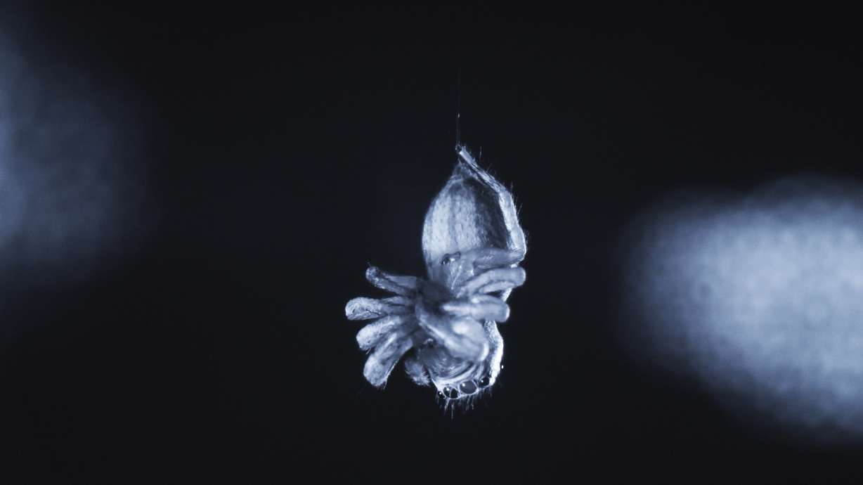 A jumping spider exhibits leg curling during a REM sleep-like state. A study published on Monday finds that some spiders show resting patterns that look like REM sleep.