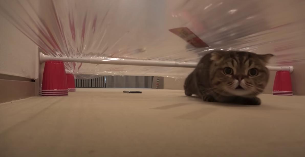 Have You Seen This? Celebrate International Cat Day with these talented kitties