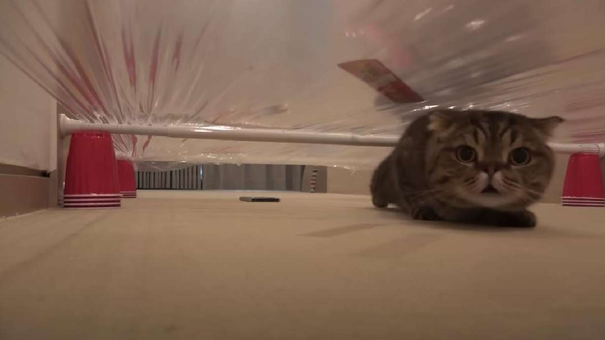 A cat tries to get threw an obstacle course.