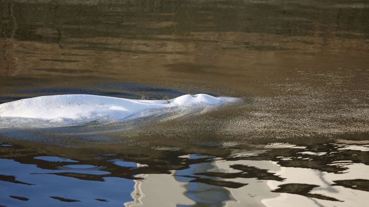 Beluga whale that strayed into France's Seine river swims near the Notre-Dame-de-la-Garenne lock west of Paris, France, Tuesday. French authorities said Wednesday the whale had to be euthanized.