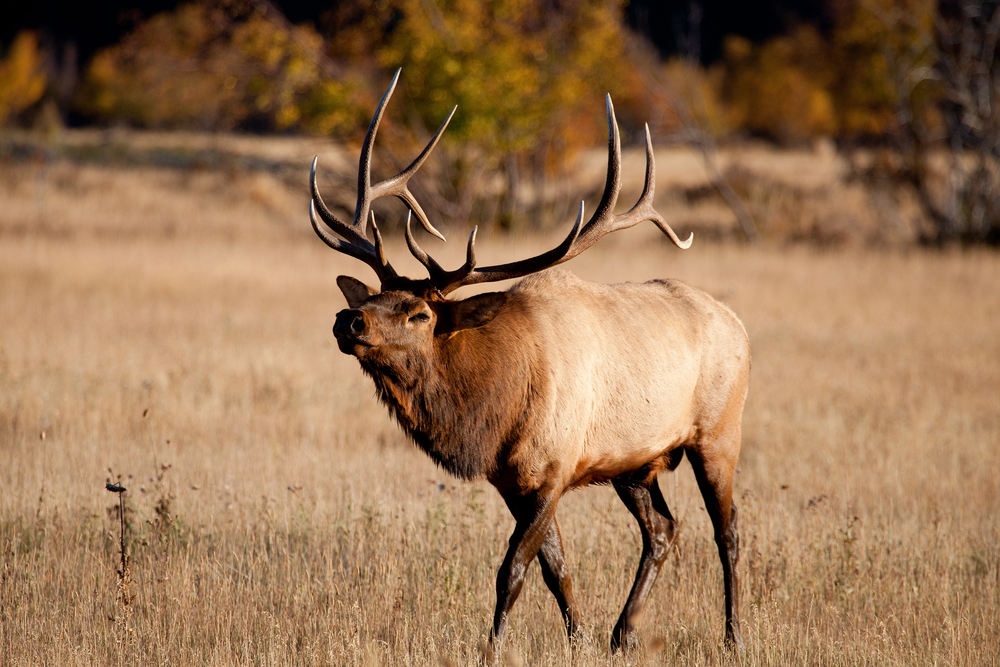 9-plus essential facts you must know to pass Utah's official residency test