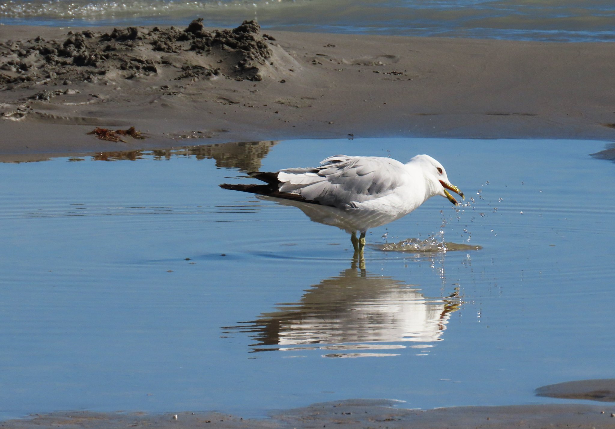 A seagull splashing in Bear Lake.