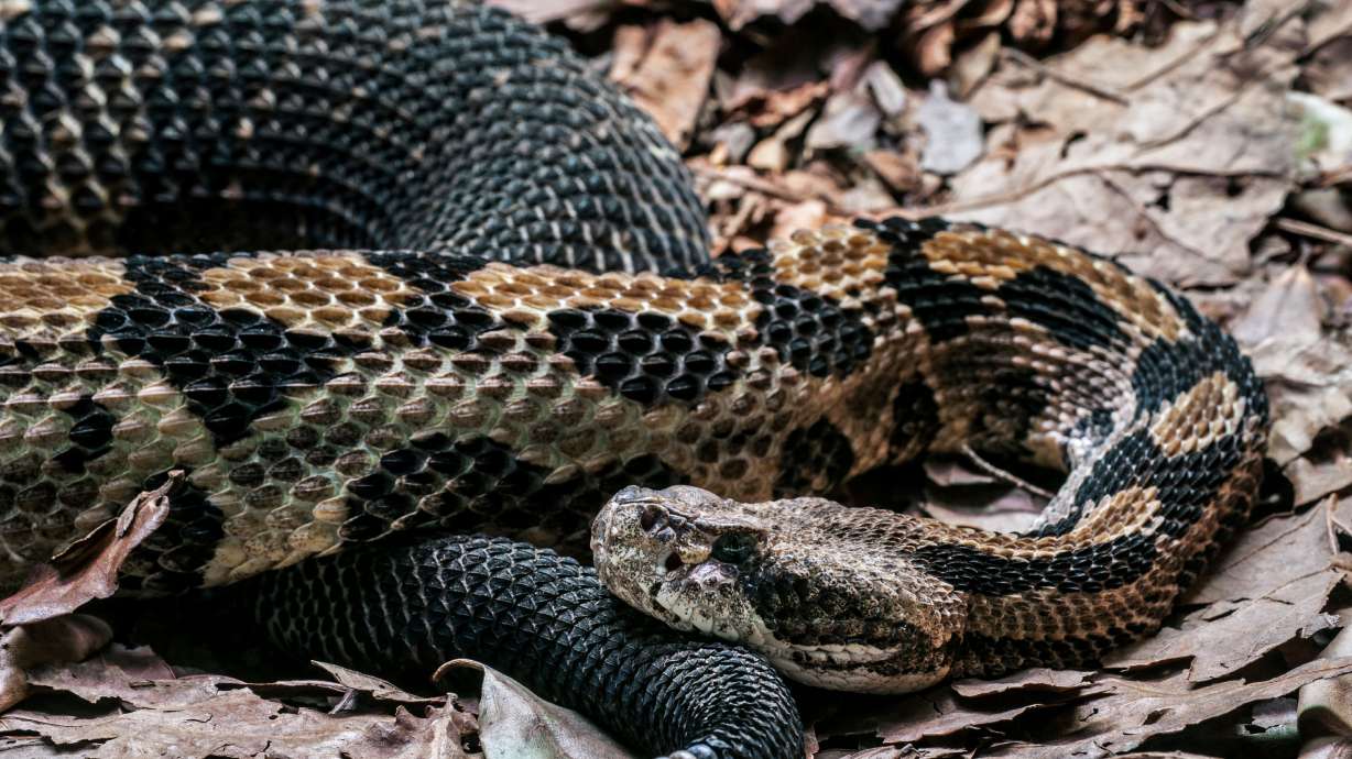 A respected snake researcher who had been making significant discoveries about the species since childhood has died after being bitten by a timber rattler.