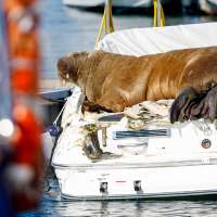 Norway euthanizes beloved 1,300-pound walrus named Freya