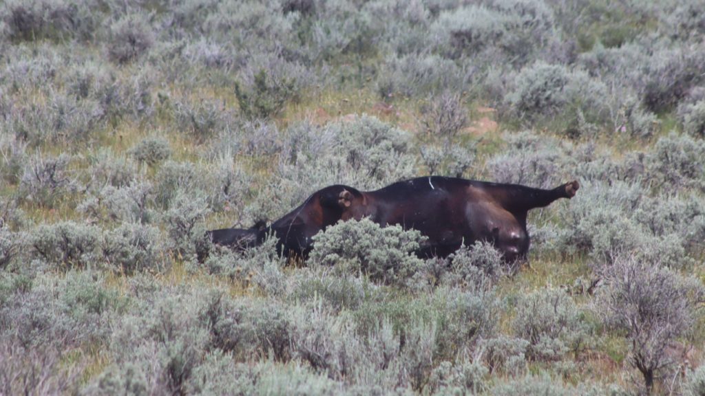 A nursing cow lies dead from a gunshot wound in a large field near Pine Valley, approximately 10 miles northwest of Central, Utah, Monday. Seven cows were shot and killed as the animals grazed in a massive pastureland in Washington County over the weekend – deaths that authorities believe were intentional acts.