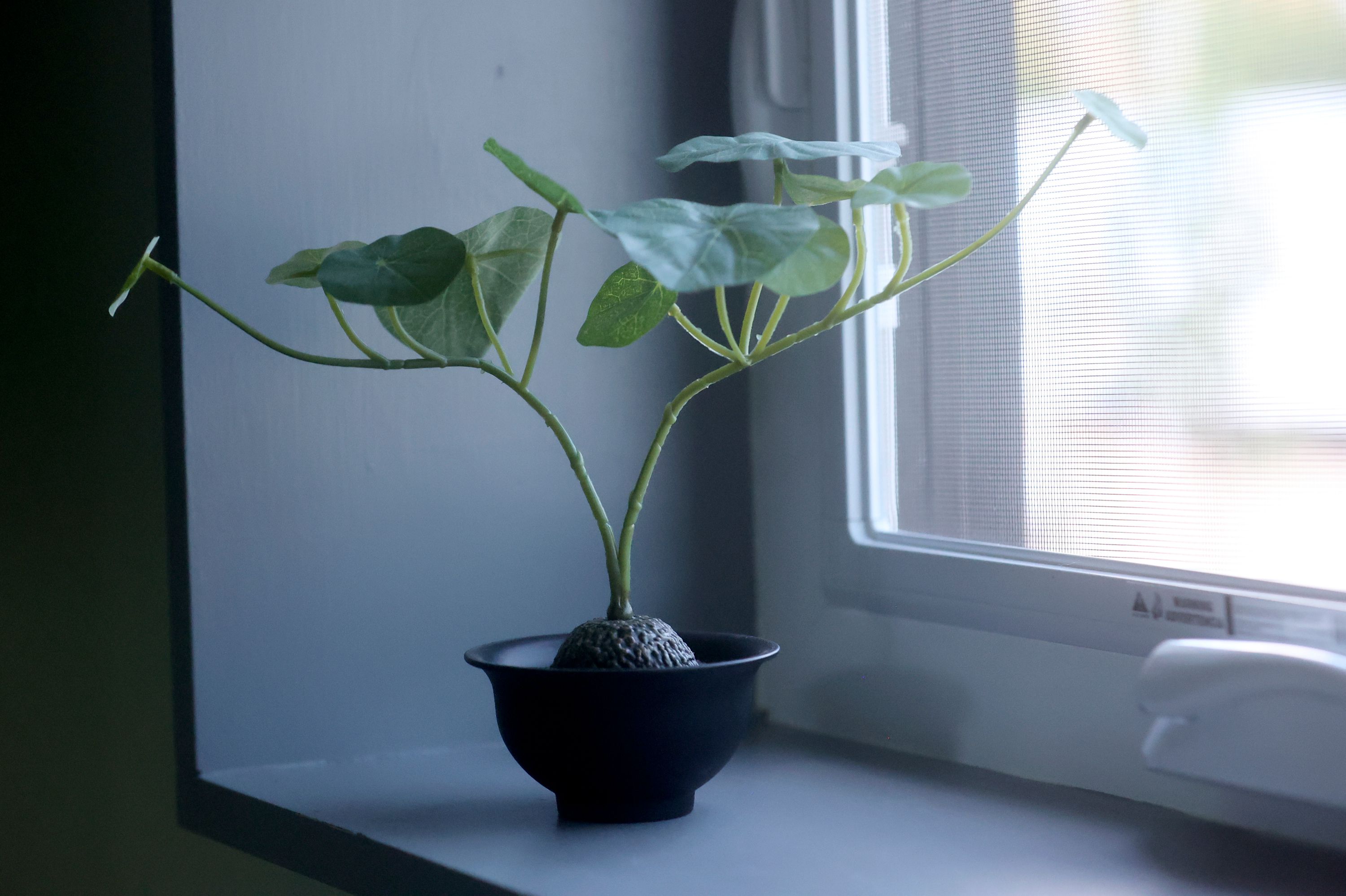 An avocado sprout grows in a 280-square-foot cottage that will be part of The Other Side Village, providing affordable, permanent housing for people coming out of chronic homelessness, in Salt Lake City on Tuesday. The home was designed and constructed as part of the University of Utah School of Architecture’s Design + Build Salt Lake program. The first phase of The Other Side Village will have 60 tiny homes and eventually grow to 430 tiny homes.