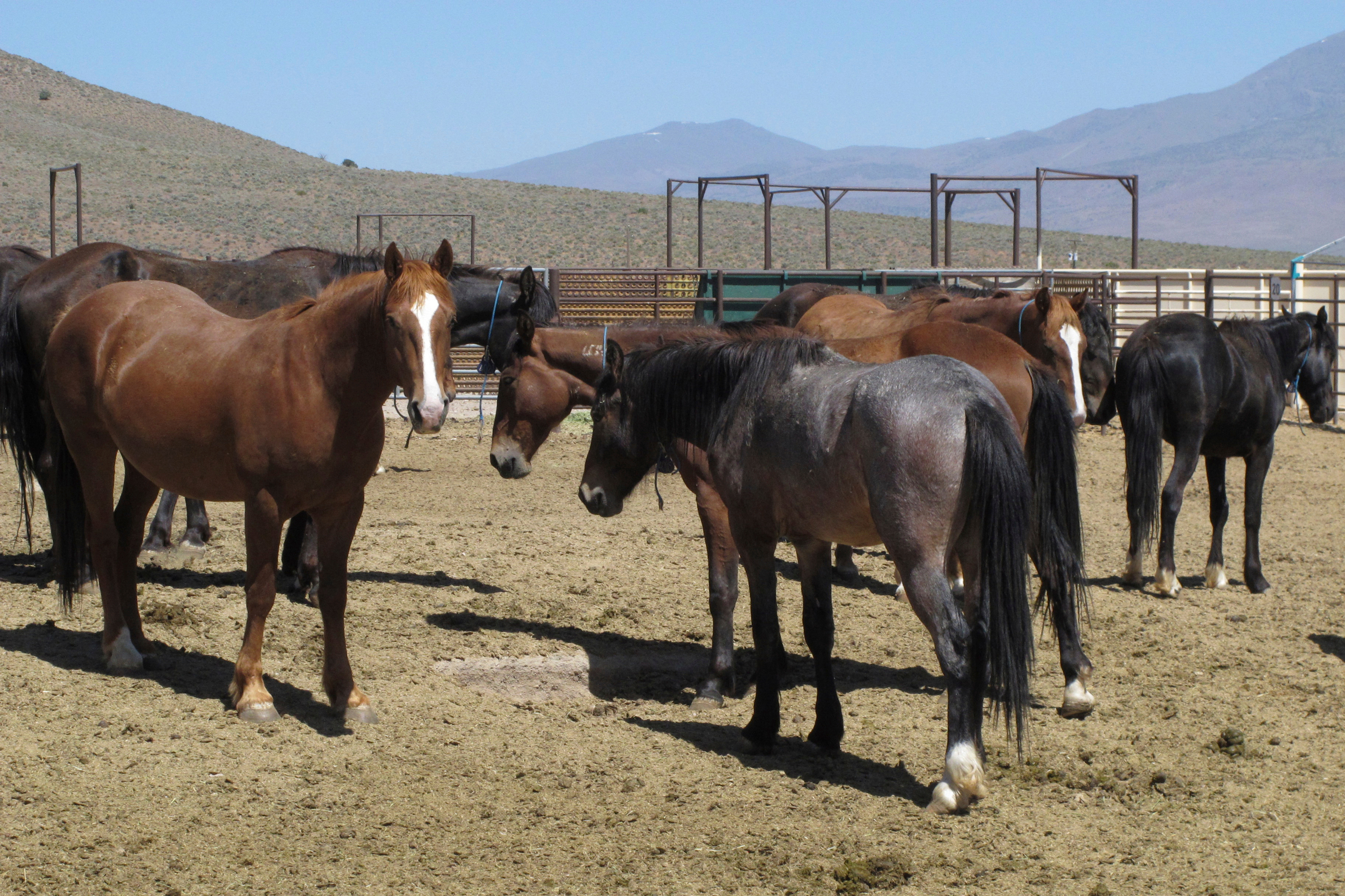 Wild horses that were captured from U.S. rangeland stand in a holding pen, at the U.S. Bureau of Land Management's Wild Horse and Burro Center in Palomino Valley, about 20 miles north of Reno, Nev., on May 25, 2017. Wild horse advocates are accusing U.S. land managers of violating environmental and animal protection laws. 