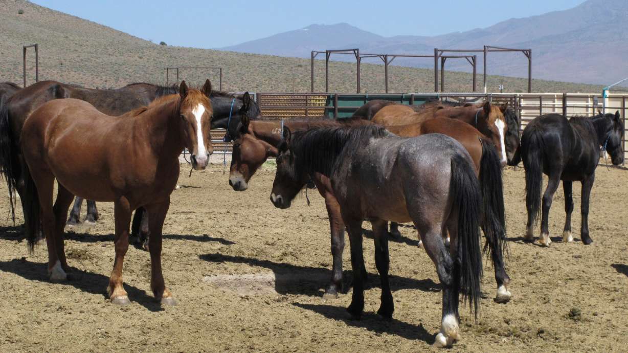 Wild horses that were captured from U.S. rangeland stand in a holding pen, at the U.S. Bureau of Land Management's Wild Horse and Burro Center in Palomino Valley, about 20 miles north of Reno, Nev., on May 25, 2017. Wild horse advocates are accusing U.S. land managers of violating environmental and animal protection laws.