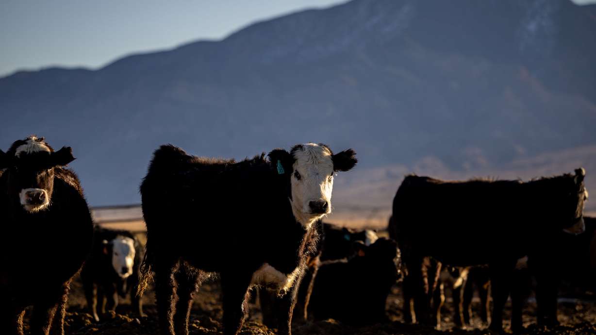 Young steers stand in the light of the rising sun on a cattle ranch in Beaver County on Feb. 18. A new survey by the American Farm Bureau Federation is painting a dire picture for farmers and ranchers across the West who are reeling from the worst drought to hit the region in 12 centuries.