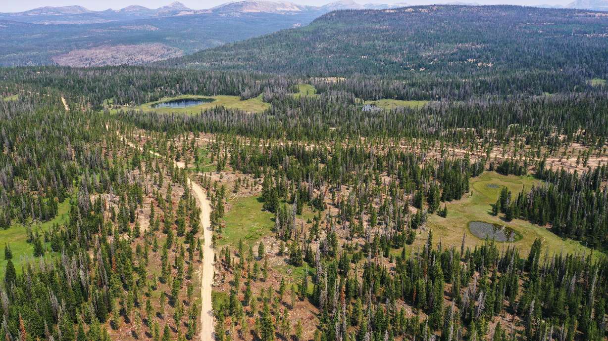 A photo near Soapstone Basin in Uinta-Wasatch-Cache National Forest taken on July 10, 2021. West Valley police are asking the public to help find the body of an elderly woman who was killed by her grandson, then disposed somewhere in the Uinta-Wasatch-Cache National Forest in November.