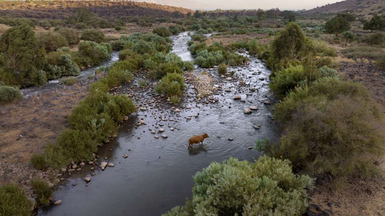 A cow crosses the Jordan River near Kibbutz Karkom in northern Israel on July 30. Symbolically and spiritually, the Jordan is of mighty significance to many as the place where Jesus is said to have been baptized.