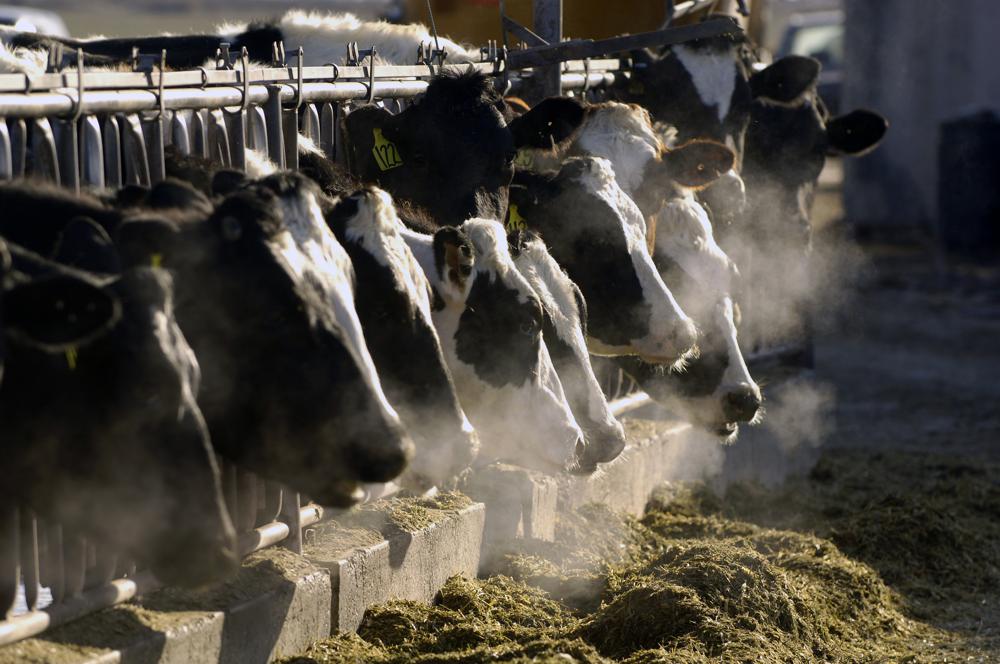 A line of Holstein dairy cows feed through a fence at a dairy farm outside Jerome, Idaho. The University of Idaho wants to build the nation's largest research dairy and experimental farm in south-central Idaho.