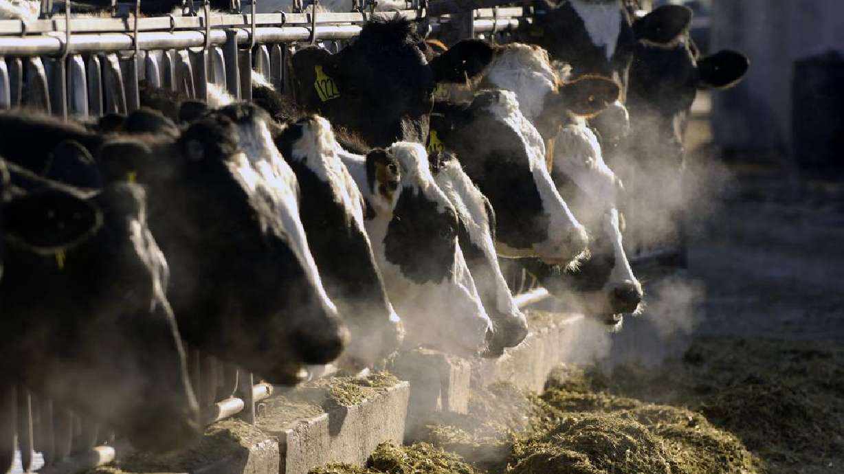 A line of Holstein dairy cows feed through a fence at a dairy farm outside Jerome, Idaho. The University of Idaho wants to build the nation's largest research dairy and experimental farm in south-central Idaho.