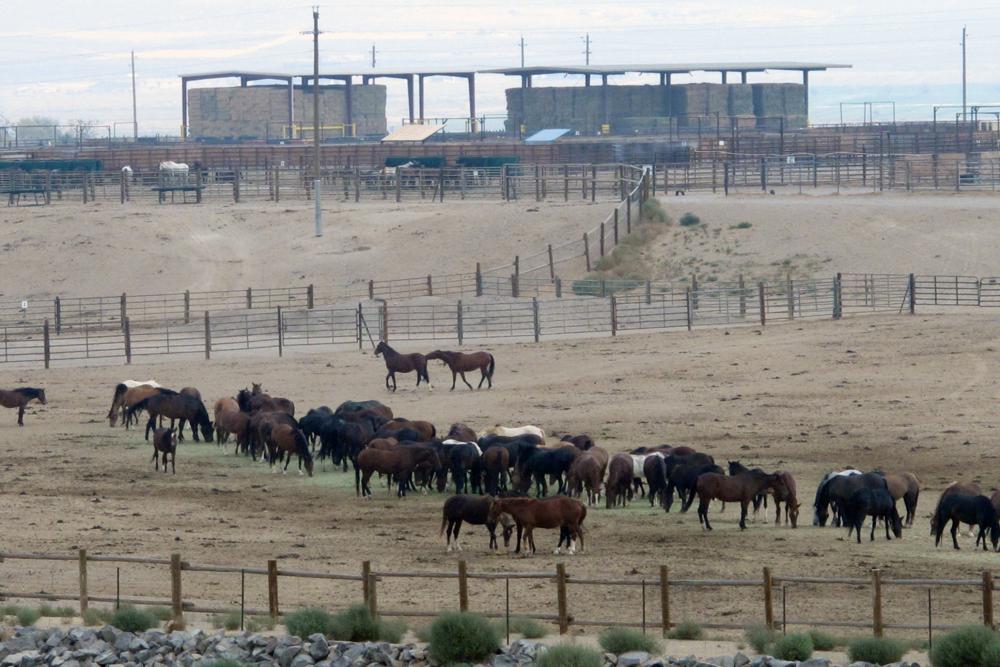 Mustangs recently captured on federal rangeland roam a corral at the U.S. Bureau of Land Management's holding facility north of Reno, in Palomino, Nev., on Sept. 4, 2013. Wild horse advocates are accusing U.S. land managers of violating environmental and animal protection laws by approving plans for the nation's largest holding facility for thousands of mustangs captured on public lands in 10 western states.