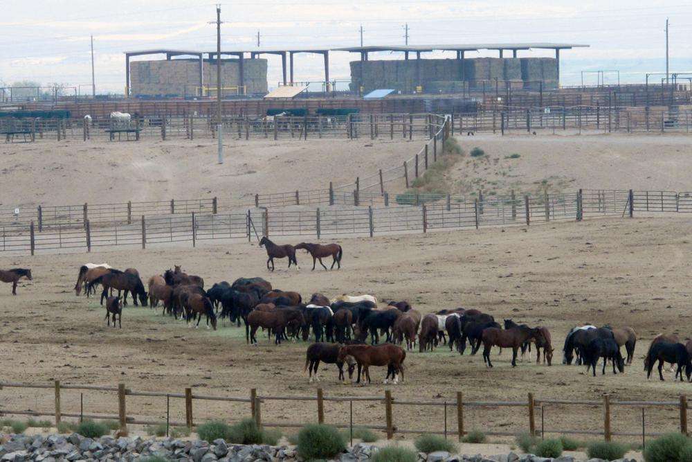 Mustangs recently captured on federal rangeland roam a corral at the U.S. Bureau of Land Management's holding facility north of Reno, in Palomino, Nev., on Sept. 4, 2013. Wild horse advocates are accusing U.S. land managers of violating environmental and animal protection laws by approving plans for the nation's largest holding facility for thousands of mustangs captured on public lands in 10 western states.