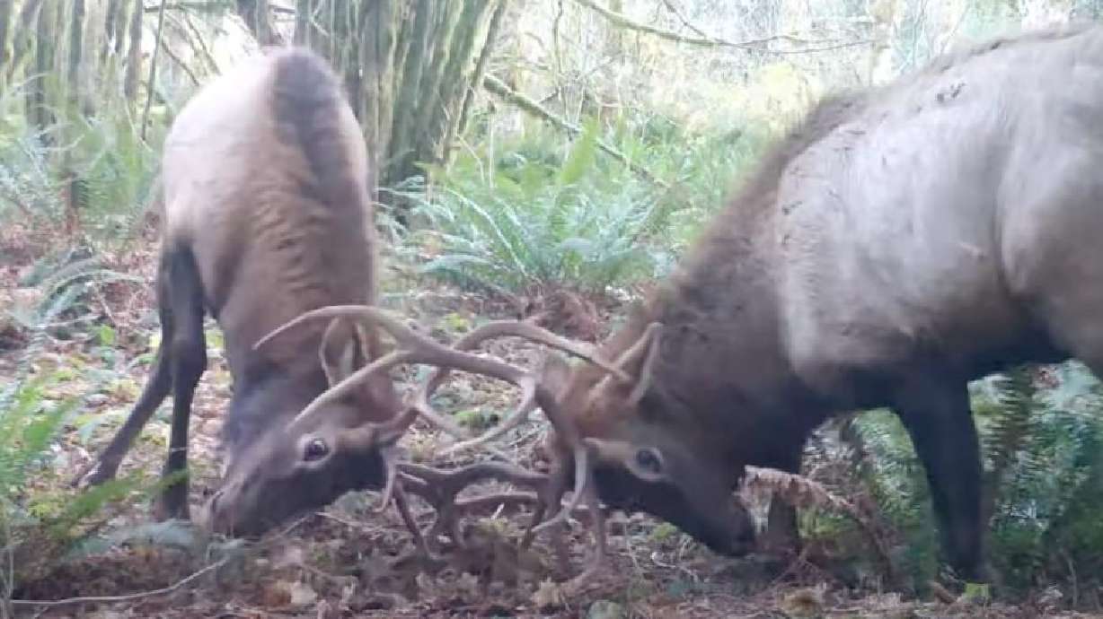 Two bull elk tousle in North Bend, Washington, in November 2020. Click the link to see what happens.