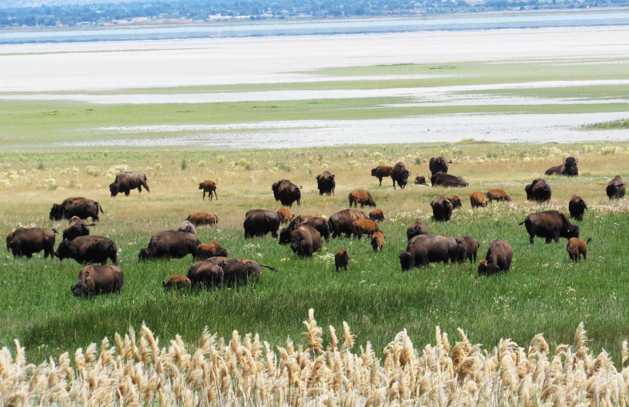 Utah Adventures with Maverik: 5 great places to view and photograph wild animals