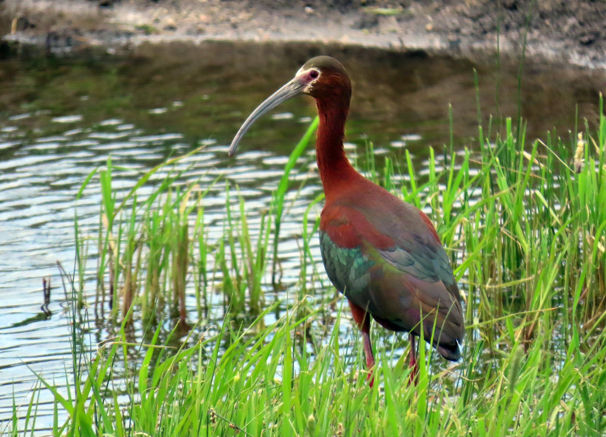 Utah Adventures with Maverik: 5 great places to view and photograph wild animals