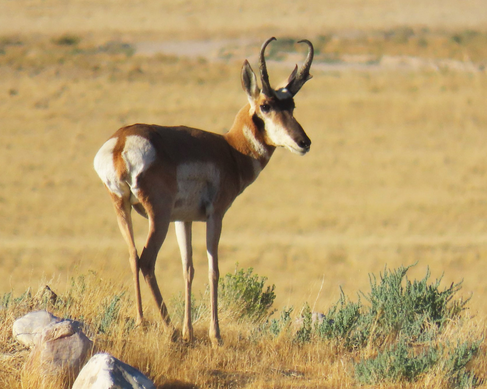 Utah Adventures with Maverik: 5 great places to view and photograph wild animals