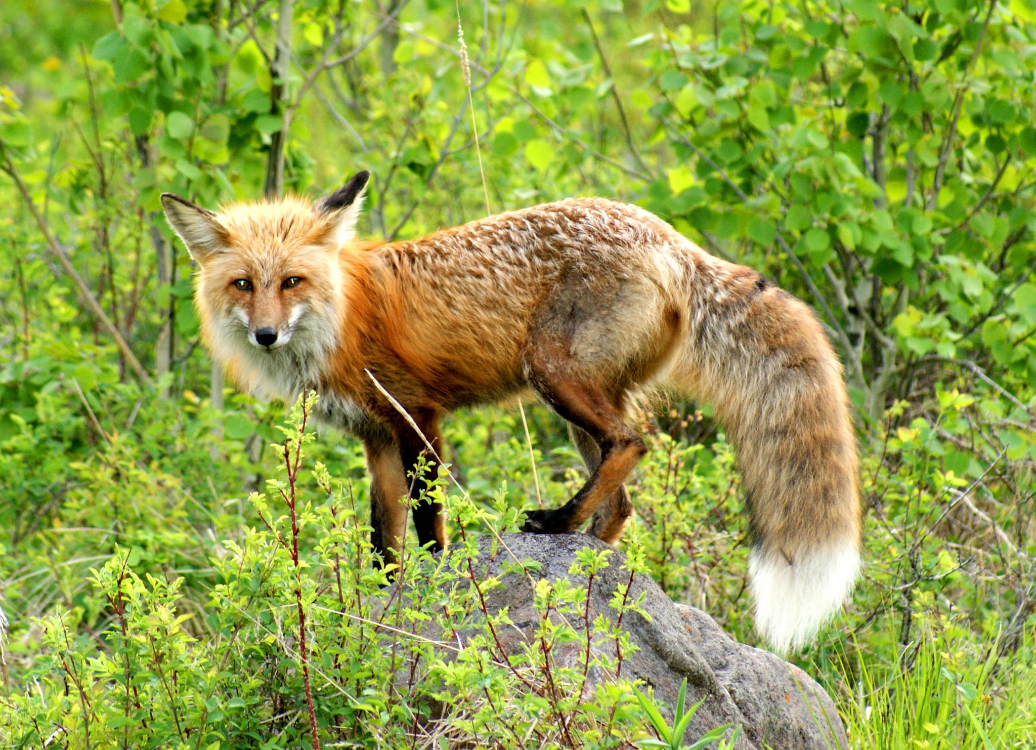 Utah Adventures with Maverik: 5 great places to view and photograph wild animals