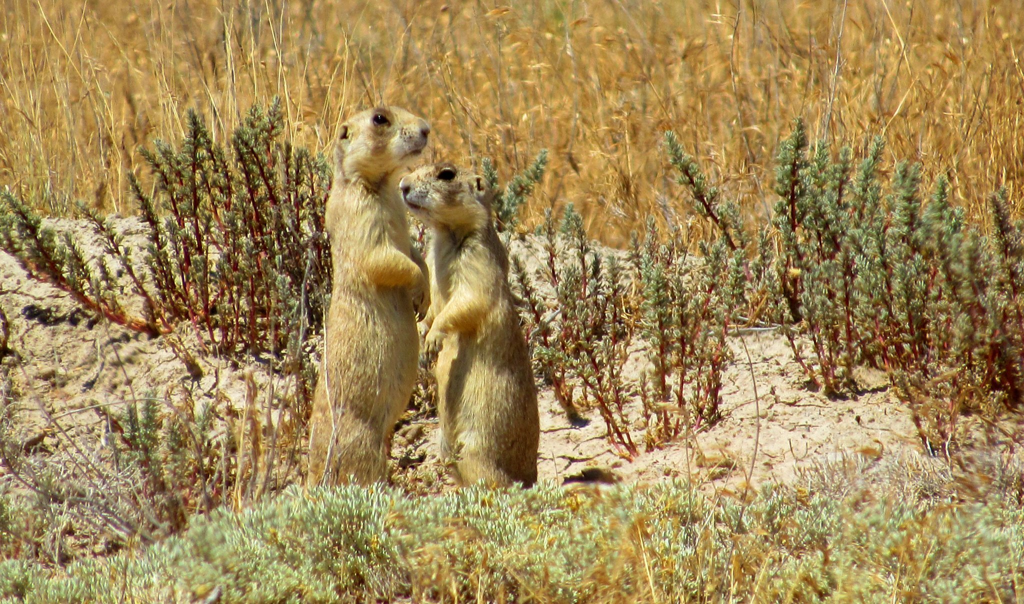 Utah Adventures with Maverik: 5 great places to view and photograph wild animals